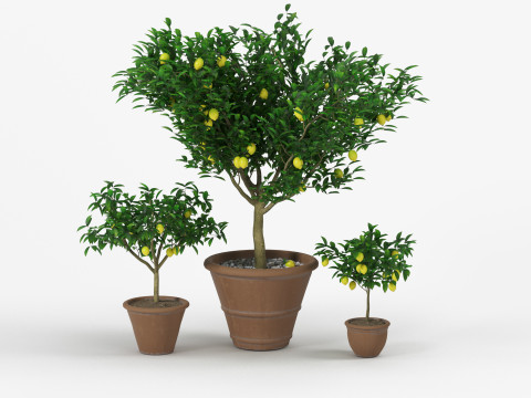 Lemon tree 3D Model