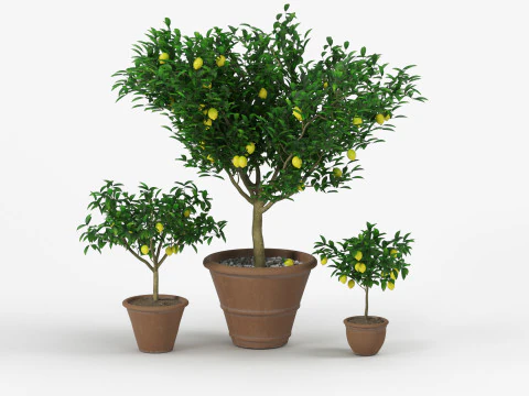 Lemon tree 3D Model