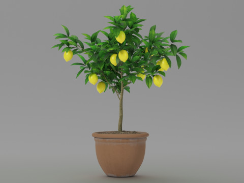 Lemon tree 3D Model