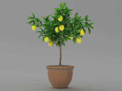 Lemon tree 3D Model