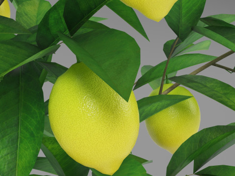 Lemon tree 3D Model