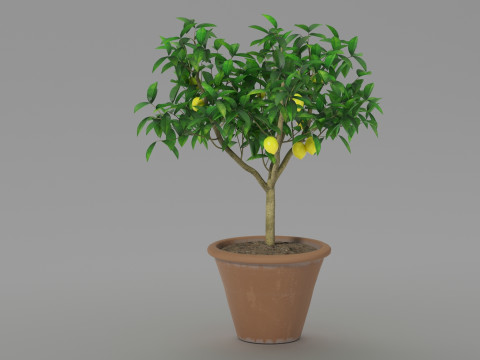Lemon tree 3D Model
