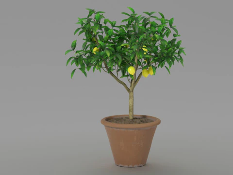 Lemon tree 3D Model