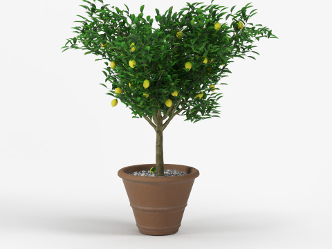 Lemon tree 3D Model