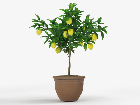 Lemon tree 3D Model