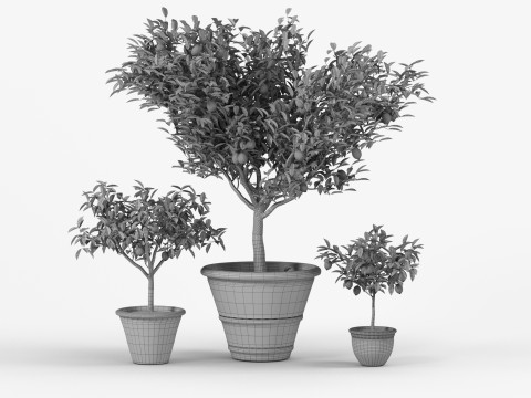 Lemon tree 3D Model