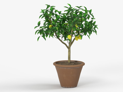 Lemon tree 3D Model