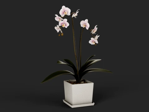 Potted Phalaenopsis Orchid 3D Model