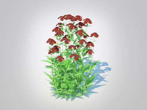 Achillea - yarrow dark red 3D Model