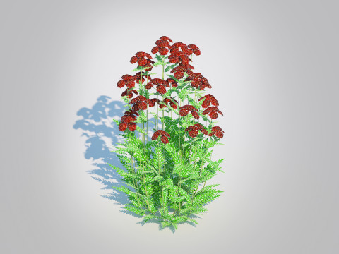Achillea - yarrow dark red Model 3D