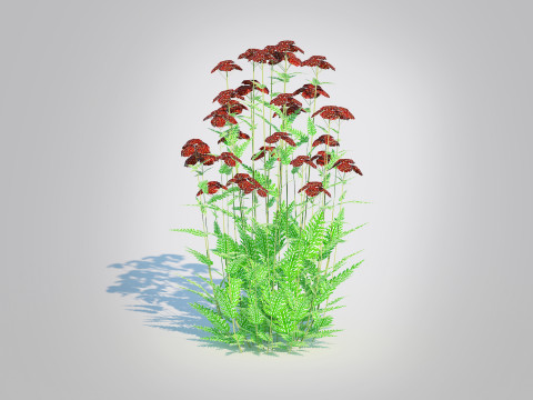 Achillea - yarrow dark red Model 3D