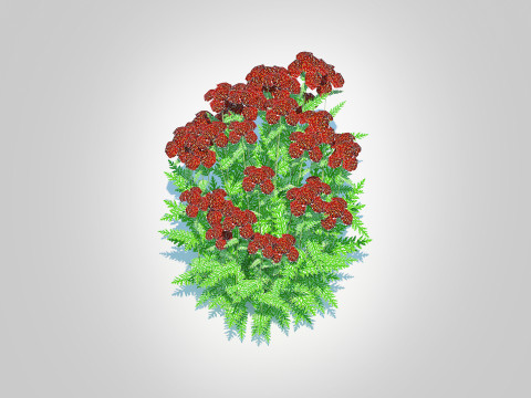 Achillea - yarrow dark red Model 3D
