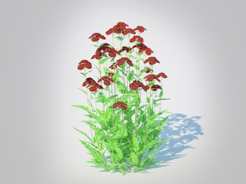 Achillea - yarrow dark red Model 3D