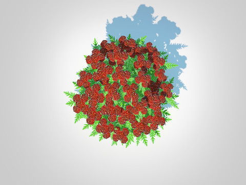 Achillea - yarrow dark red Model 3D