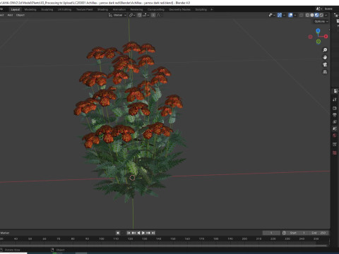 Achillea - yarrow dark red Model 3D