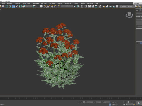 Achillea - yarrow dark red Model 3D
