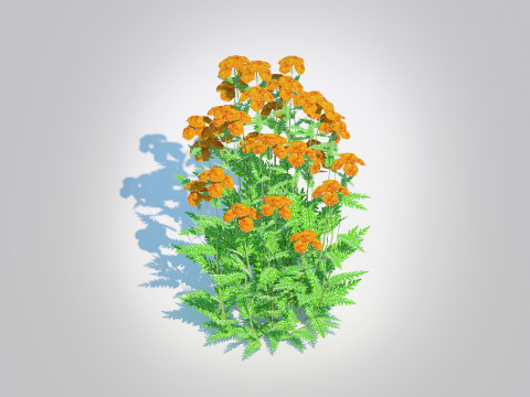 Achillea - yarrow orange 3D Model