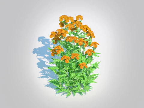 Achillea - achillea arancione Modello 3D