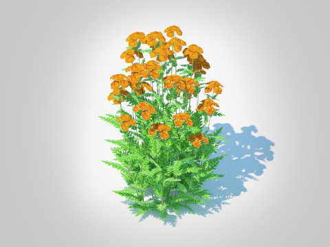 Achillea - yarrow orange 3D 模型