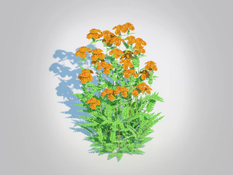 Achillea - yarrow orange 3D Model