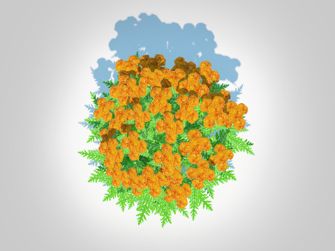 Achillea - yarrow orange 3D 模型