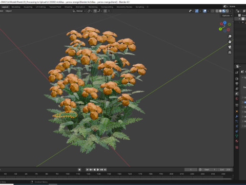 Achillea - yarrow orange 3D 模型