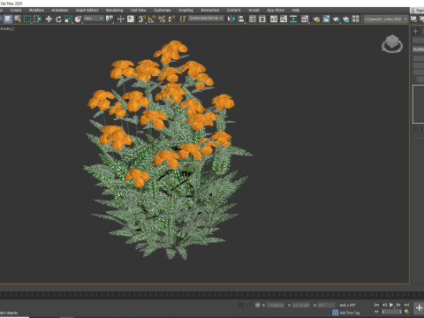 Achillea - yarrow orange 3D 模型
