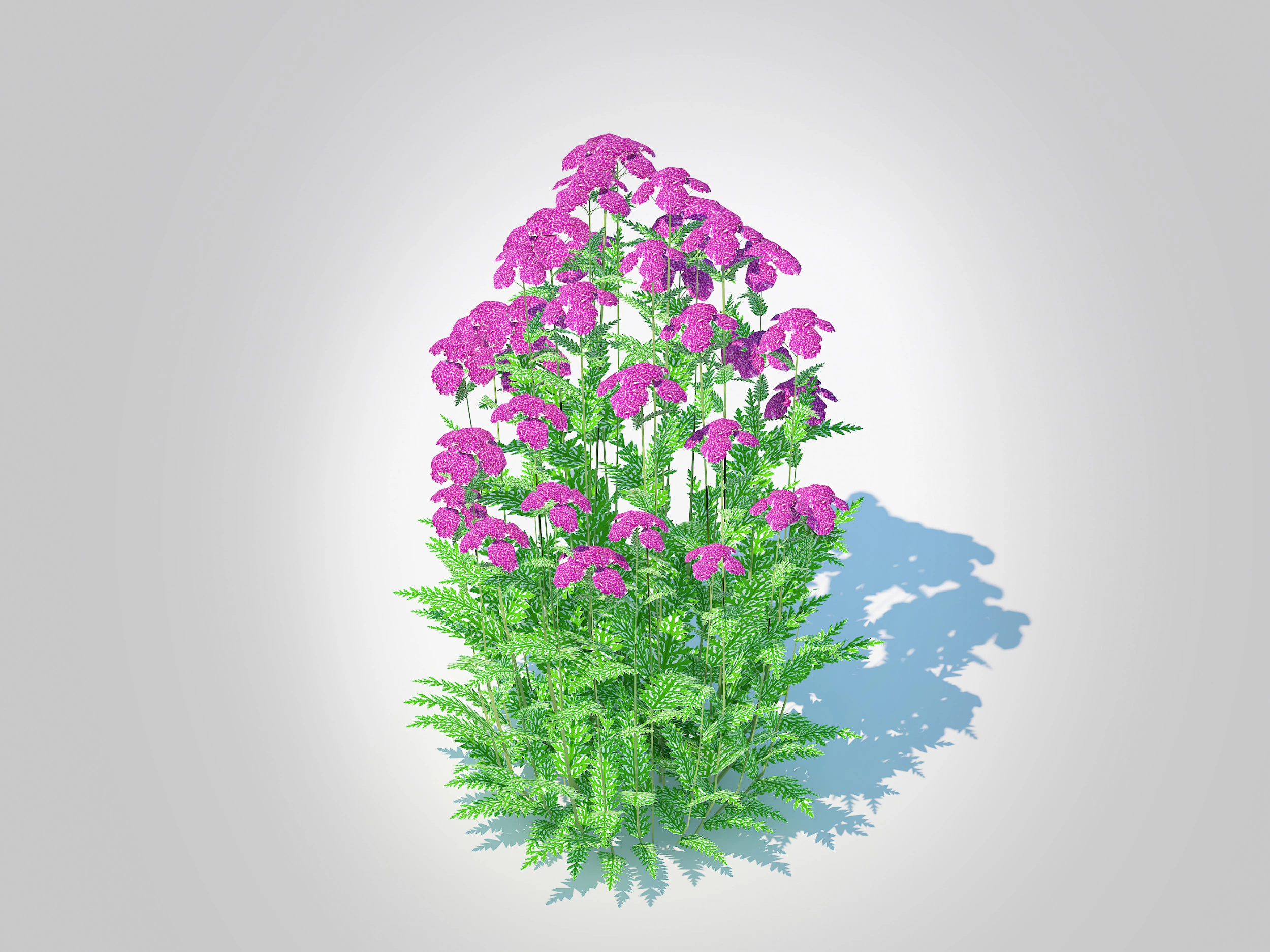 Achillea - yarrow purple 3D Model .c4d .max .obj .3ds .fbx .stl .blend 