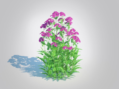 Achillea - yarrow purple Modello 3D