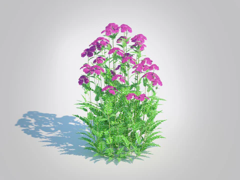 Achillea - yarrow purple 3D Model