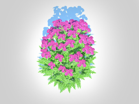 Achillea - yarrow purple Modello 3D