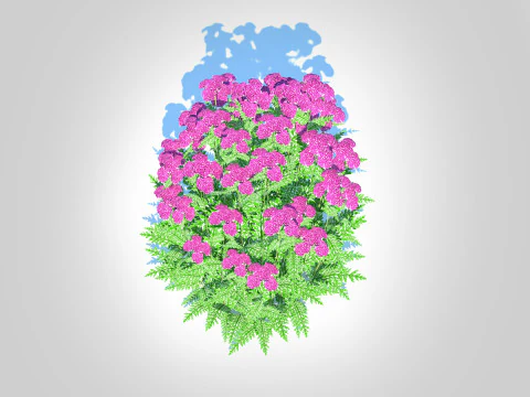 Achillea - yarrow purple 3D Model