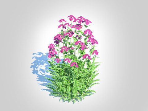 Achillea - yarrow purple Modello 3D
