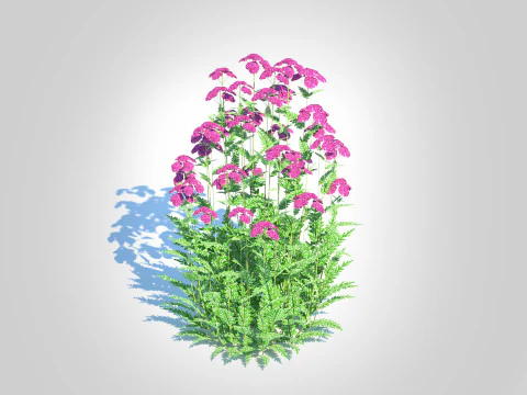 Achillea - yarrow purple 3D Model