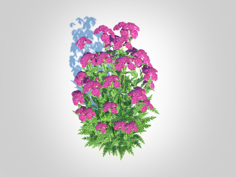 Achillea - yarrow purple Modello 3D