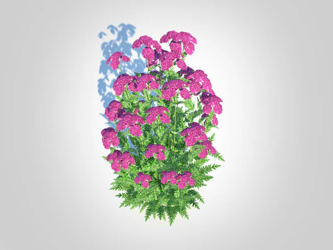 Achillea - yarrow purple 3D Model