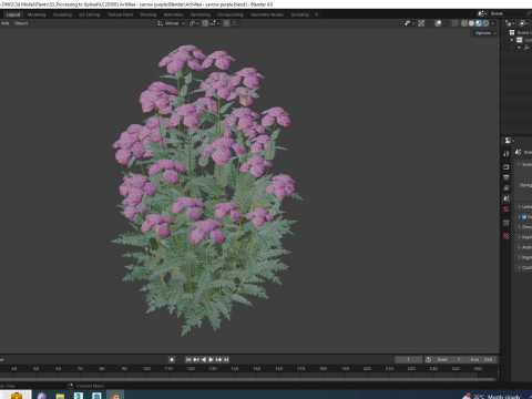 Achillea - yarrow purple Modello 3D
