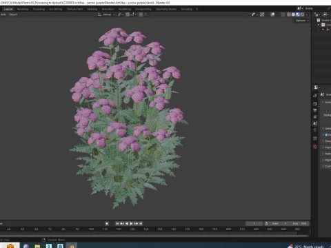 Achillea - yarrow purple 3D Model