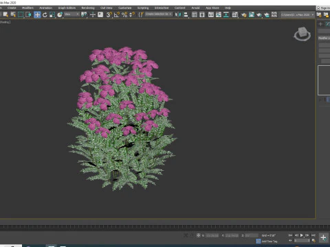 Achillea - yarrow purple 3D Model