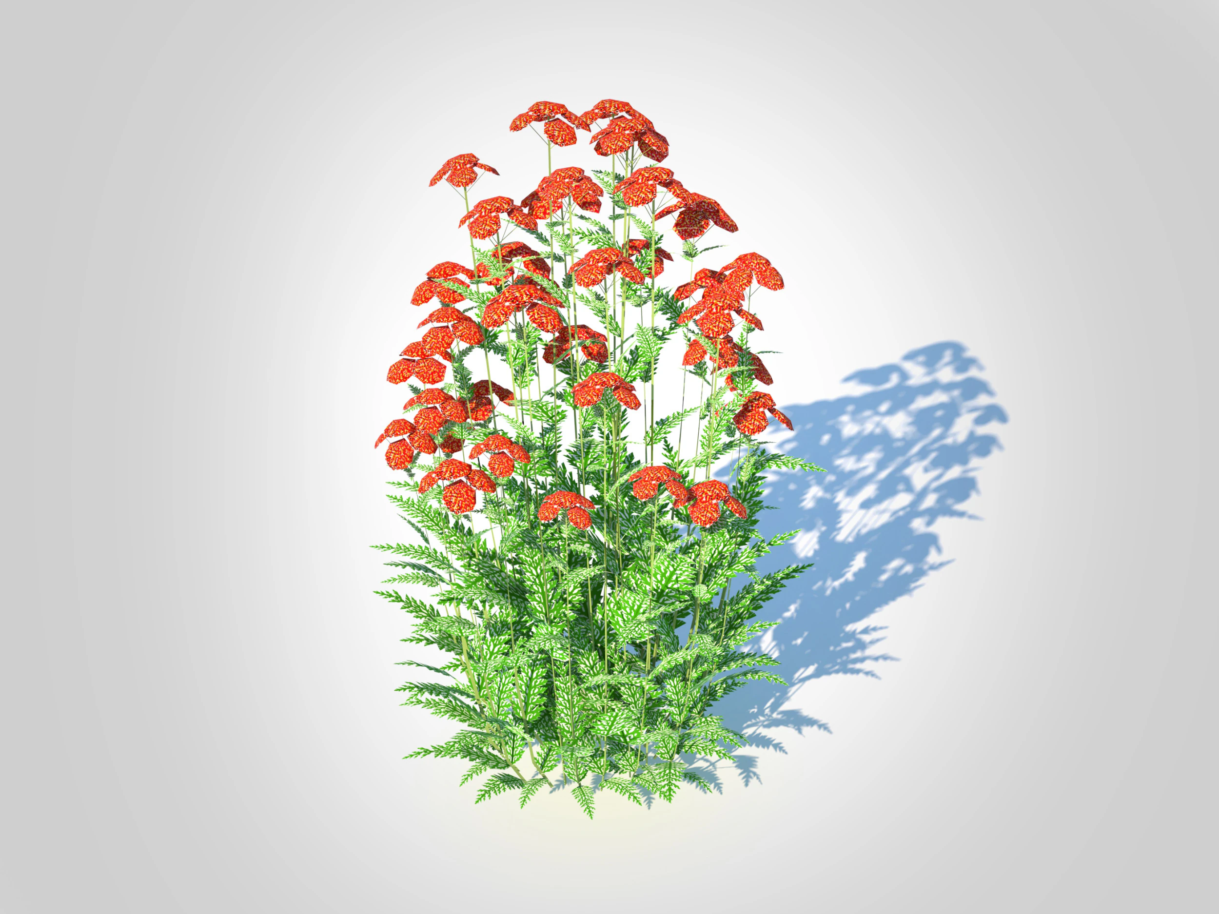 Achillea - yarrow red 3D Model .c4d .max .obj .3ds .fbx .stl .blend