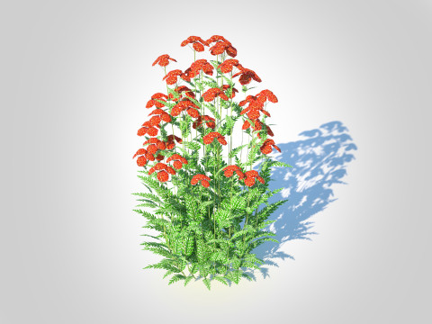 Achillea - yarrow red 3D Model