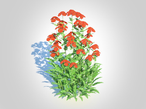 Achillea - yarrow red 3D-Modell