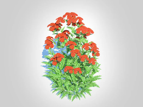 Achillea - yarrow red 3D Model