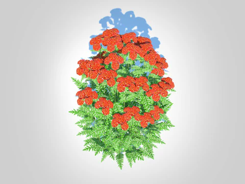 Achillea - yarrow red 3D Model