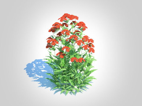 Achillea - yarrow red 3D-Modell