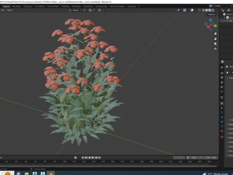 Achillea - yarrow red 3D-Modell