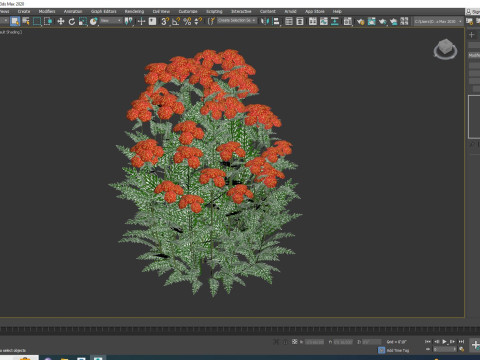 Achillea - yarrow red 3D-Modell