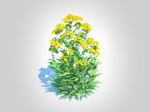 Achillea - yarrow yellow 3D Model