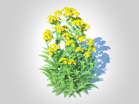 Achillea - yarrow yellow Model 3D