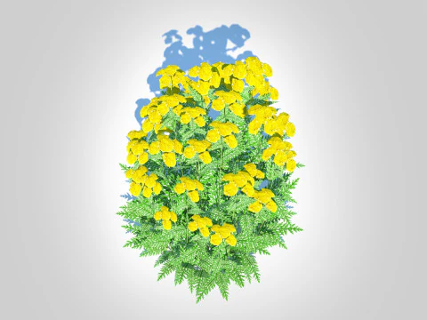 Achillea - yarrow yellow 3D Model